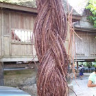 Braided fig roots