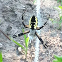 Black and yellow garden spider (female)