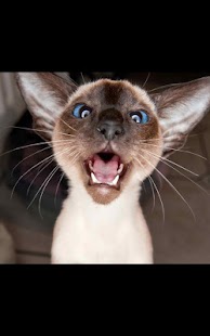 Free Photo Kitten Live Wallpaper APK
