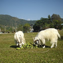 Changthangi Goats