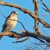 Nankeen Kestrel