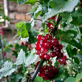by Naim Krasniqi - Food & Drink Fruits & Vegetables