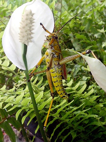 Florida lubber Grasshopper