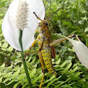 Florida lubber Grasshopper