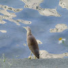 Chinese Pond Heron 池鷺
