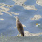 Chinese Pond Heron 池鷺