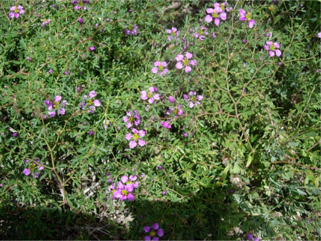 Fagonia cretica (Rosa de la virgen)