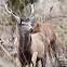 Red deer