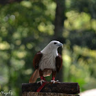 Brahminy Kite