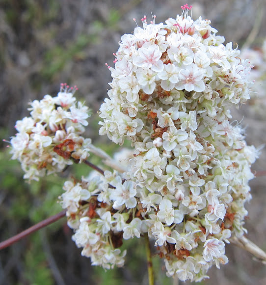California Buckwheat Project Noah
