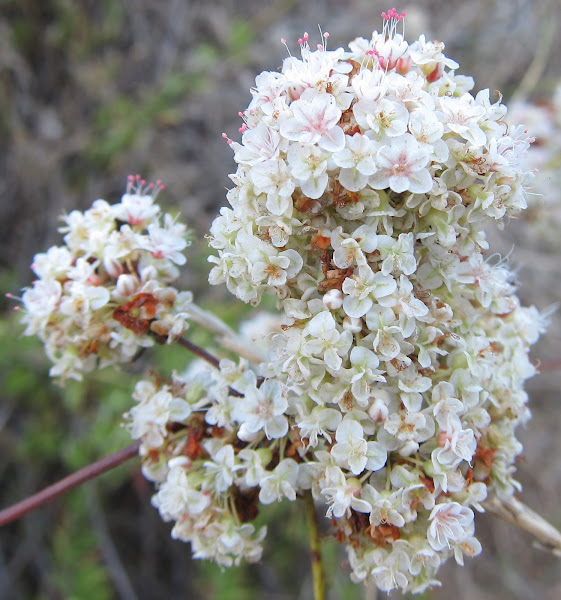 California Buckwheat Project Noah