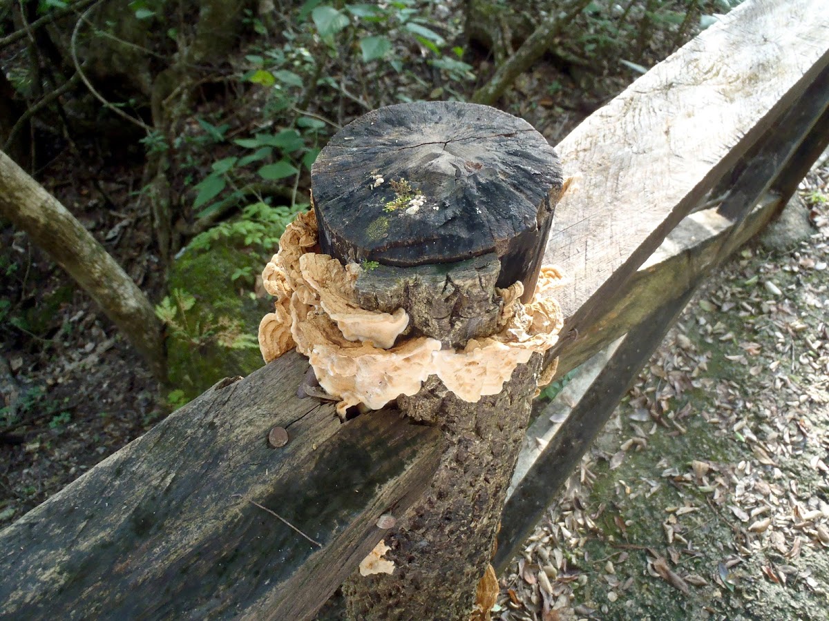 Ruffled Fungus