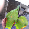 Rainbow Lorikeet