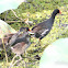 Common Gallinule (family)