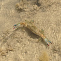 Blue-pincher crab