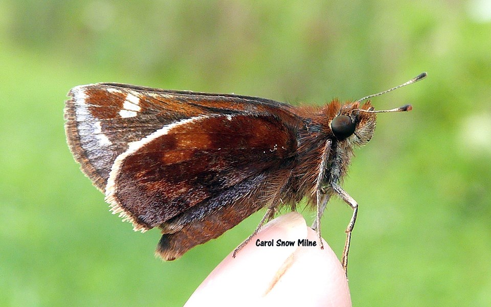 Zabulon Skipper Butterfly (female)
