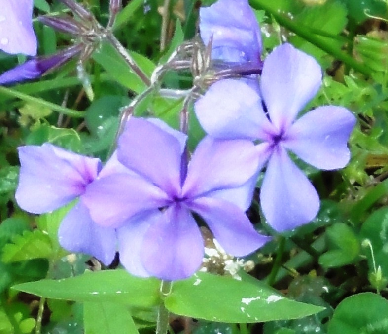 Wild Blue Phlox Project Noah