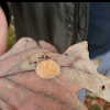 Woolly Bear Caterpillar