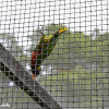 Rainbow Lorikeet