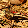 Blue-faced meadowhawk dragonfly
