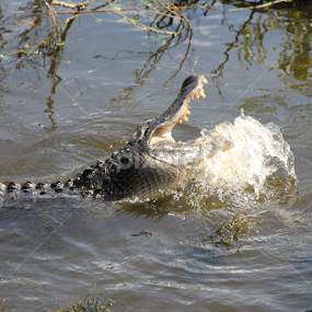 florida gator by Sean Kushmick - Novices Only Wildlife