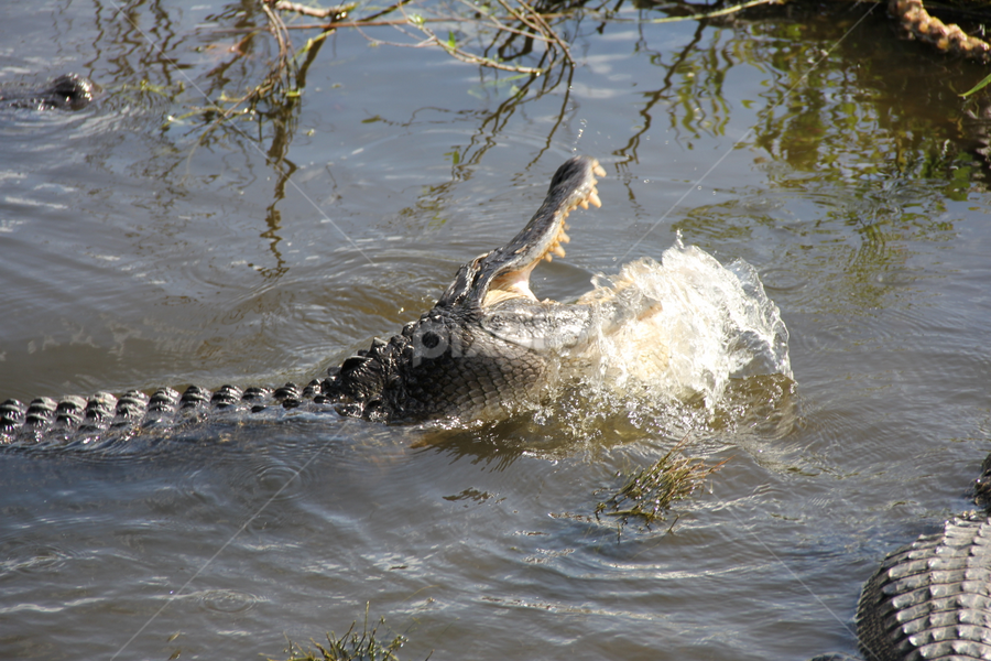 florida gator by Sean Kushmick - Novices Only Wildlife