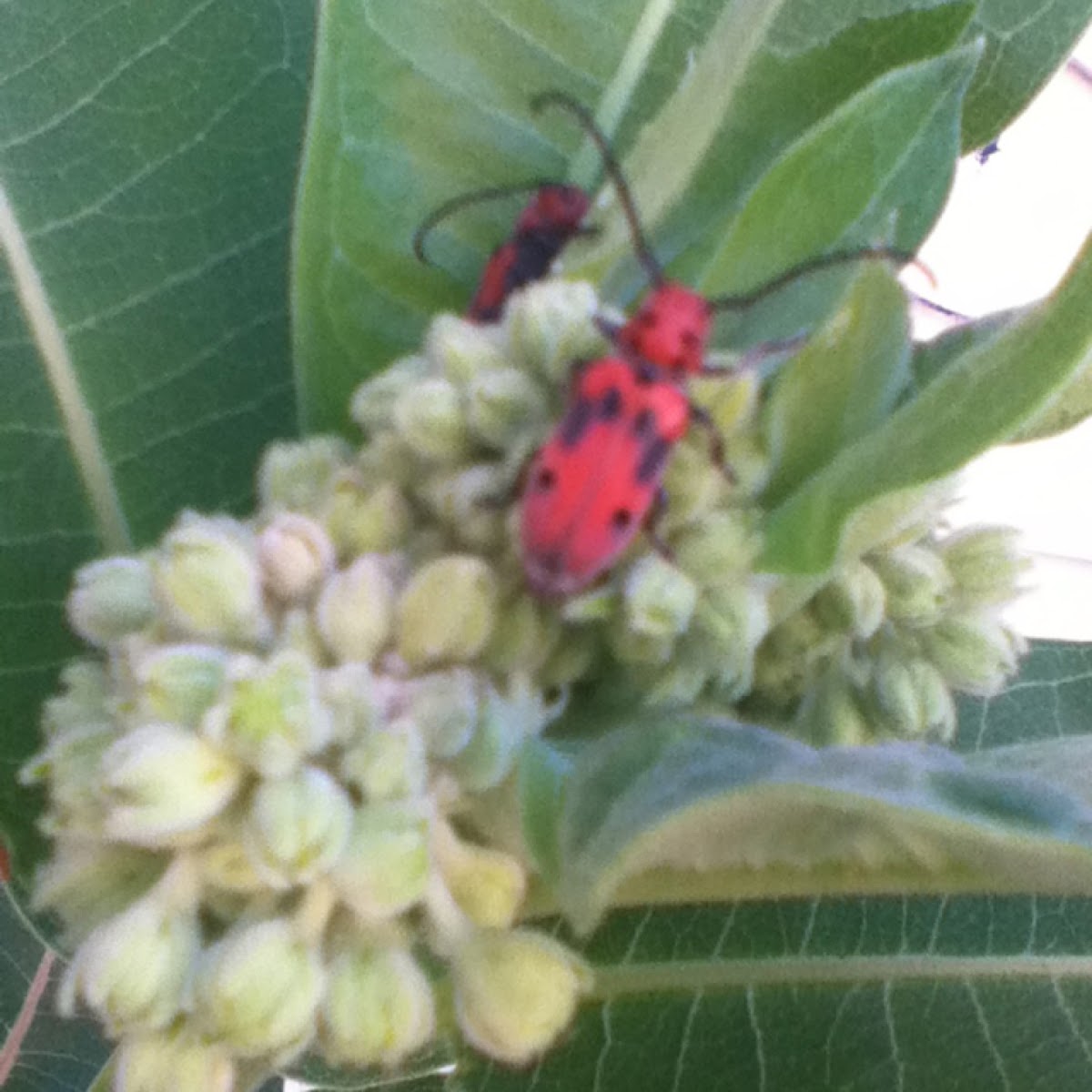 Milkweed Beetle