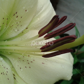 macro by Kausik Banerjee - Flowers Single Flower
