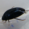Water Scavenger Beetles
