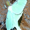 luna moth (male)