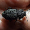 Ground Darkling Beetle