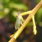 Thorn treehopper