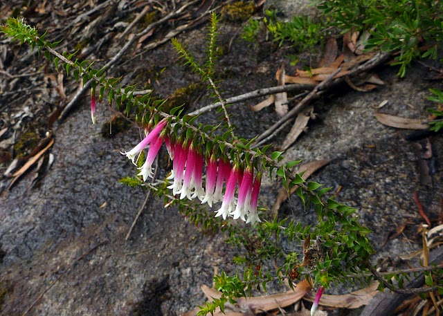 Common Heath