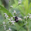 Southern Carpenter Bee (Female)