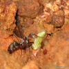 ant with larva