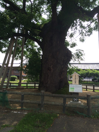 Daisendan Tree