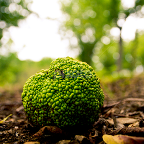 by Adrian Rusu - Nature Up Close Other plants