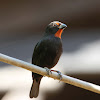 Lesser Antillean Bullfinch