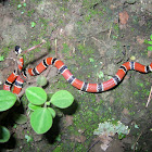 Serpiente Coral - Dumeril's Coral Snake