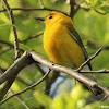 Prothonotary warbler, male