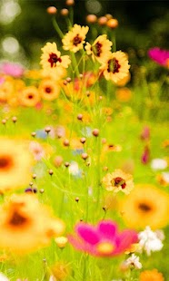 How to get Flowers Photo Wallpaper patch 1.0 apk for bluestacks