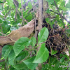 Ninho de sabiá-laranjeira (Rufous-bellied Thrush's nest)