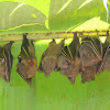 lesser short nosed fruit bat