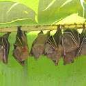 lesser short nosed fruit bat