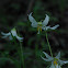 Oregon Trout Lily