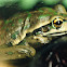 Green & Golden Bell Frog
