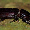 Black Bess Beetle