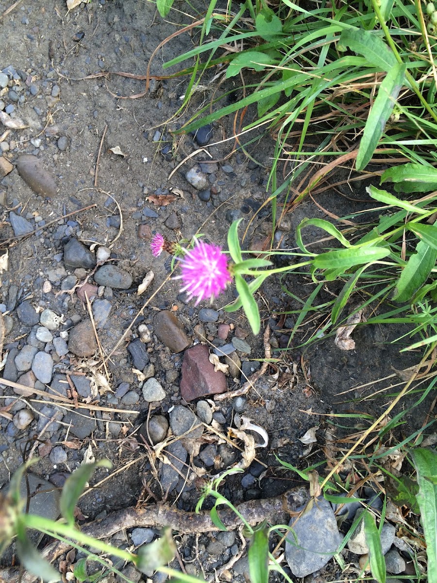 Flower(purple)
