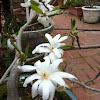 Stellata Royal Star AKA Japanese Magnolia Tree
