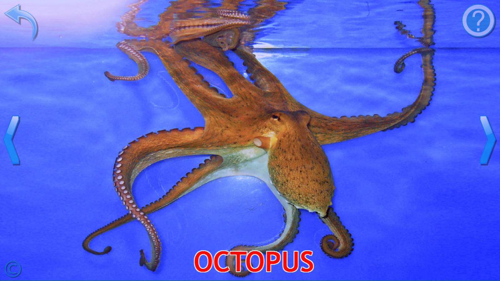    Kids Learn About Animals- screenshot  